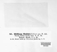 Oidium tritici image